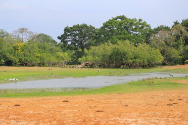 sri Lanka yala Milli Parkı