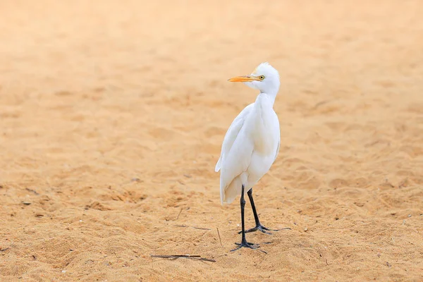 Pájaro Garza Blanca Playa —  Fotos de Stock