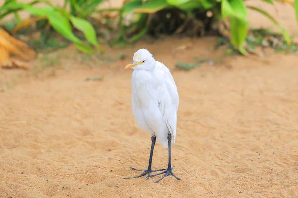 Pássaro Branco Praia — Fotografia de Stock