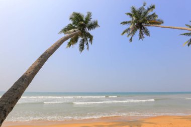 Okyanus ve hindistan cevizi palmiyeli tropik plaj