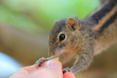 Komik sincap elinden yiyor.
