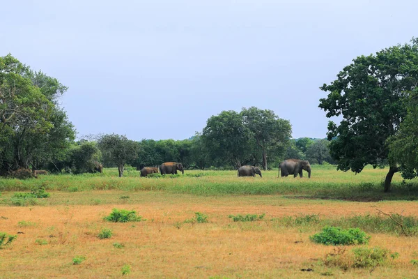 Elefanten Yala Nationalpark — Stockfoto