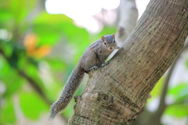 Ardilla se sienta en un árbol — Foto de Stock