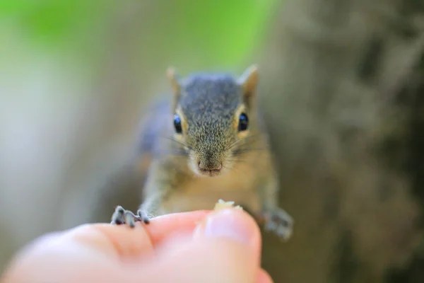 Esquilos engraçados comendo da mão — Fotografia de Stock