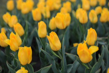 Parktaki tarlada sarı laleler