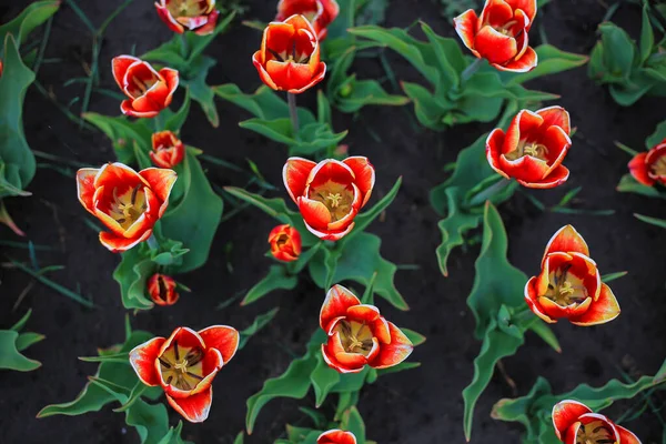 Tulipes Rouges Sur Terrain — Photo