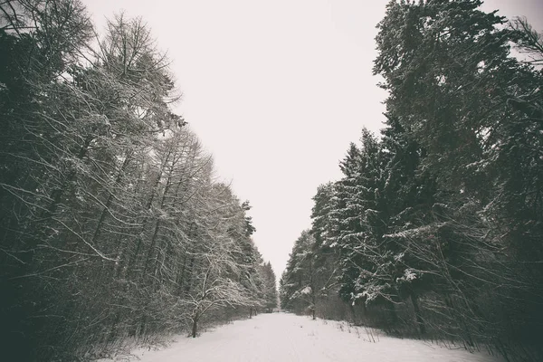 Winter park with trees — Stock Photo, Image