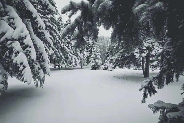 Winterpark mit Bäumen — Stockfoto