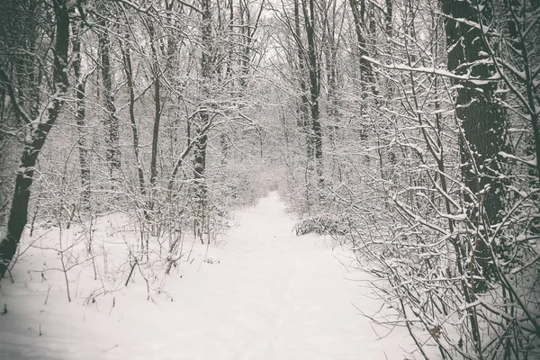 Foresta invernale con neve sugli alberi — Foto Stock