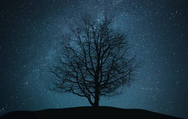 Uma forma de árvore nua solitária — Fotografia de Stock