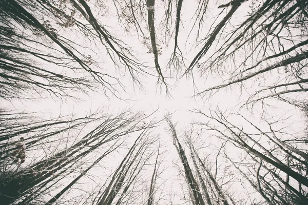 Ormanda karla kaplı ağaçlar — Stok fotoğraf