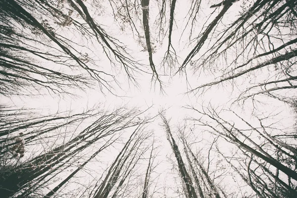 Snow-covered trees in the forest — Stock Photo, Image