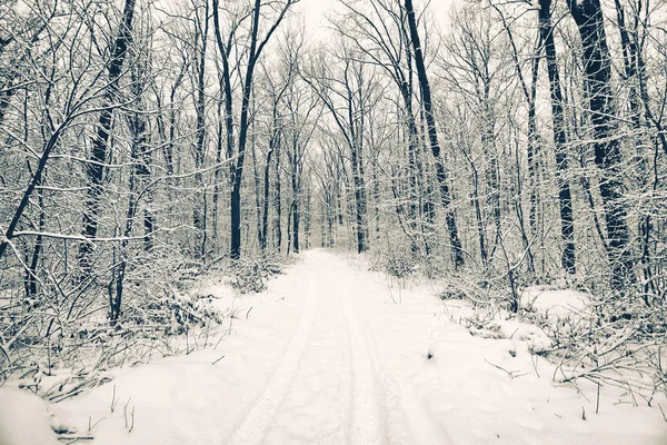 Зимовий ліс з деревами — стокове фото