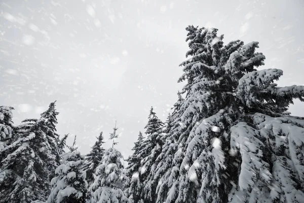 Schönes Schneewetter — Stockfoto