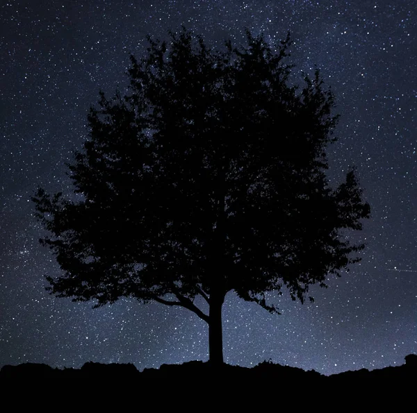 Copac singuratic pe fundal — Fotografie, imagine de stoc