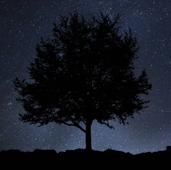 Árbol solitario en el fondo — Foto de Stock