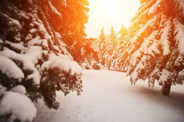 Güzel karlı havalarda ve kış parkı 