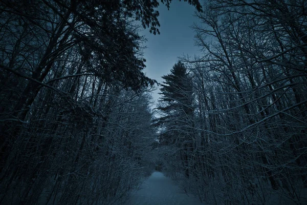 Night winter park with snow — Stock Photo, Image