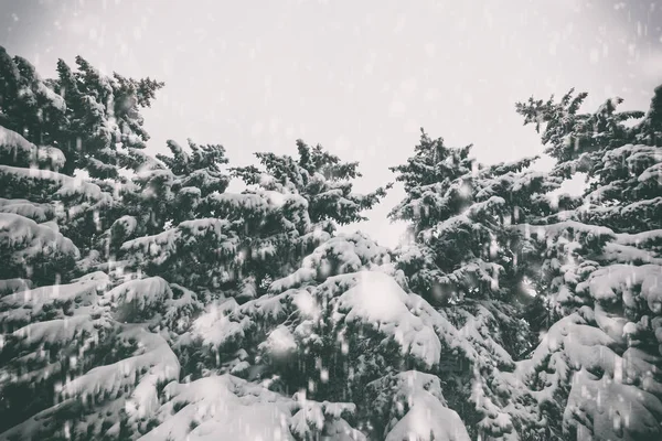 Bel tempo nevoso e parco invernale — Foto Stock