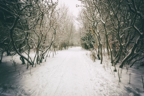Parque con árboles cubiertos de nieve — Foto de Stock