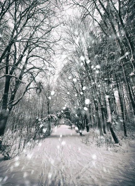 Parque com árvores cobertas de neve — Fotografia de Stock