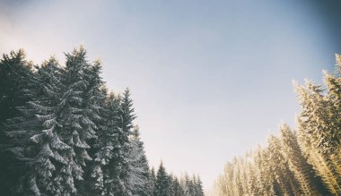 Dağlarda güzel firs