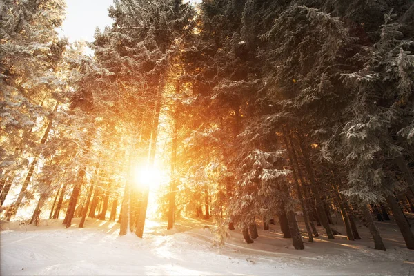 Sonne scheint durch Tannen — Stockfoto