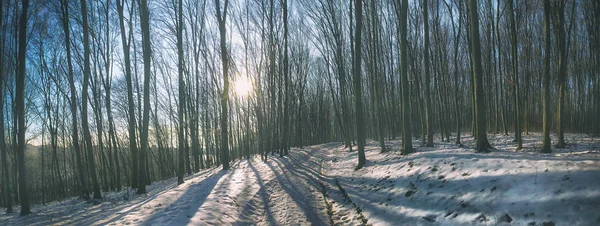 Vakker skog om vinteren – stockfoto