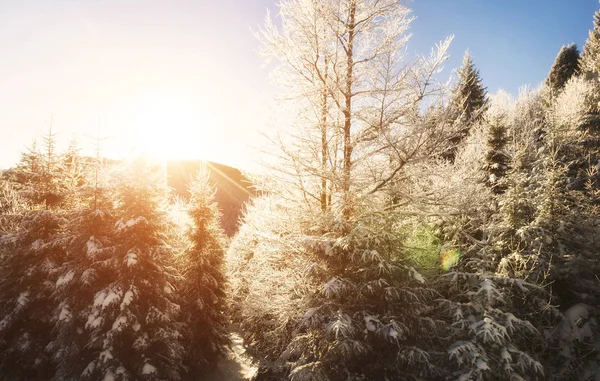 Sonnenstrahlen — Stockfoto