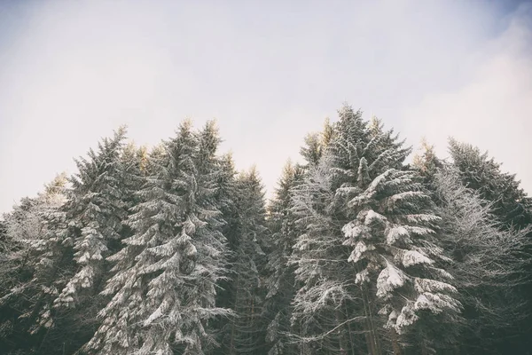 Schöne Tannen in den Bergen — Stockfoto