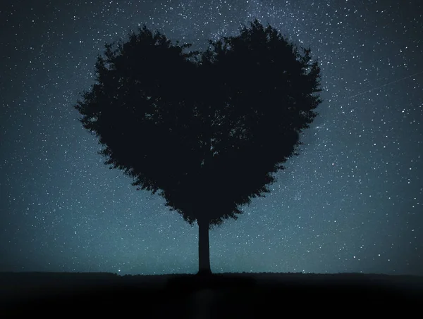 Силуэт дерева с формой сердца — стоковое фото