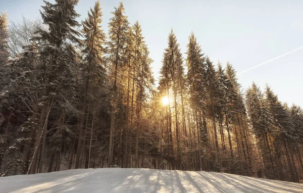 Sonne scheint durch Tannen. — Stockfoto