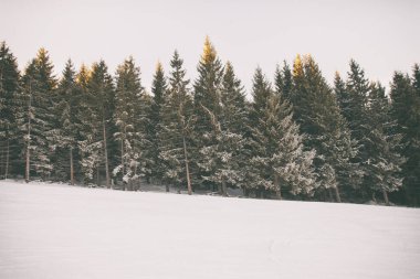 Dağlarda güzel firs 