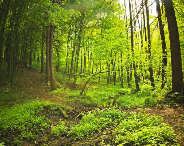 Bella mattina foresta verde — Foto Stock