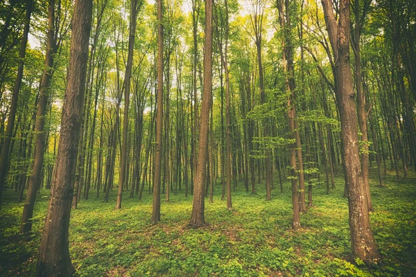 Příroda v lese ráno — Stock fotografie