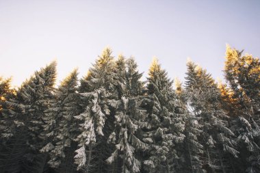 Sabah dağlarında güzel firs