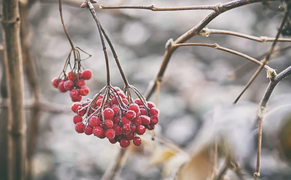 赤い果実の霜で覆われて — ストック写真