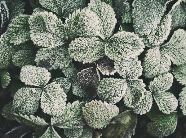 覆盖着霜冻的叶子 — 图库照片