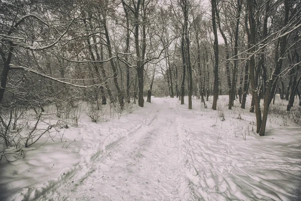 Parc d'hiver avec arbres — Photo