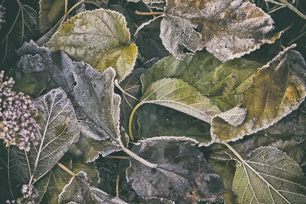 Τα φύλλα είναι καλυμμένα με παγετό — Φωτογραφία Αρχείου