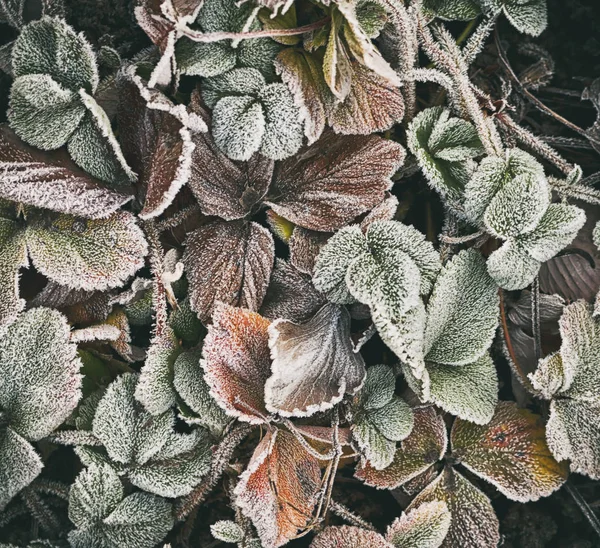 Blätter mit Frost bedeckt — Stockfoto