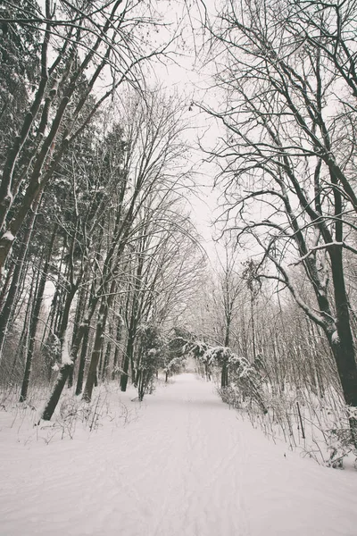 Winter Park puita — kuvapankkivalokuva