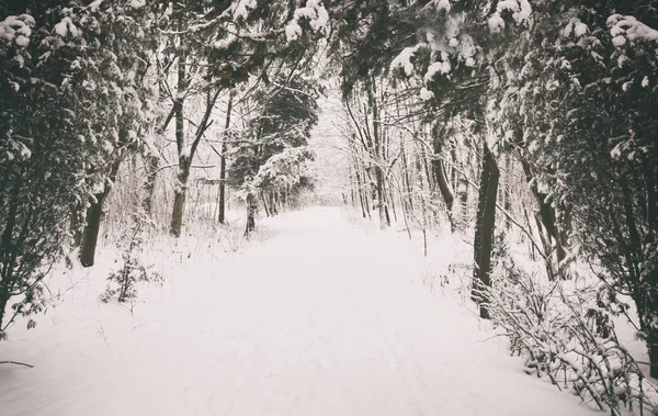 Winter park with trees — Stock Photo, Image