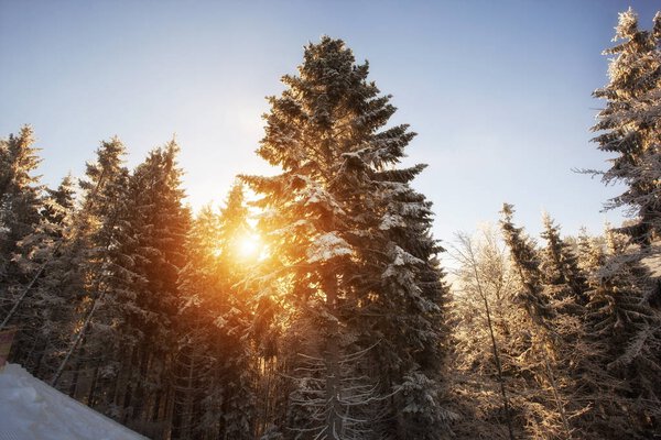 Луч солнца светит сквозь сгустки перьев
