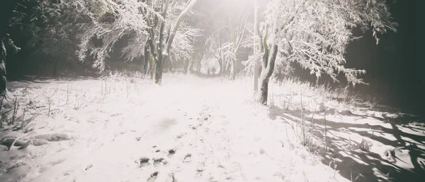 Karanlık yalnız kış park — Stok fotoğraf