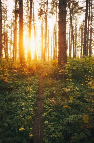 Beautiful autumnal forest — Stock Photo, Image