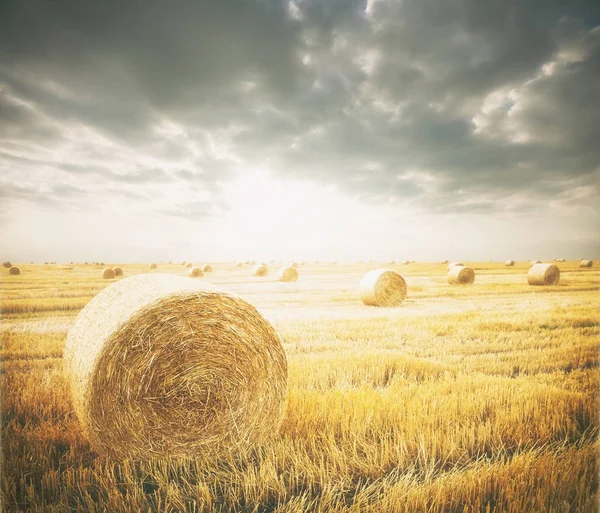 Campo — Foto de Stock