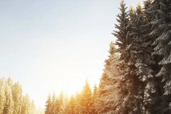 Schöne Tannen in den Bergen am Morgen — Stockfoto