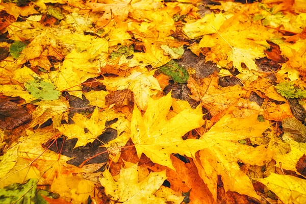 Viel schmutziges Herbstlaub — Stockfoto