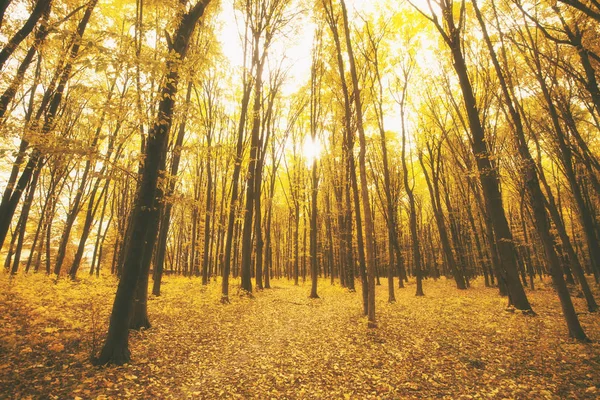 La bella mattina nella nebbiosa foresta autunnale — Foto Stock